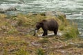 Alaskan Brown Bear hauls fresh salmon catch to shore. Chilkoot River Royalty Free Stock Photo