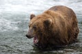 Alaskan brown bear with its mouth open Royalty Free Stock Photo