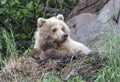 Alaskan brown bear on a ledge resting Royalty Free Stock Photo