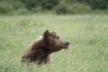 Alaskan Brown bear at McNeil River Royalty Free Stock Photo