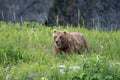 Alaskan Brown bear at McNeil River Royalty Free Stock Photo