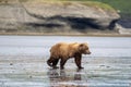 Alaskan brown bear on mudflats