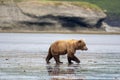 Alaskan brown bear on mudflats