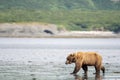 Alaskan brown bear on mudflats