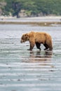 Alaskan brown bear on mudflats