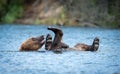 Alaskan brown bear playing Royalty Free Stock Photo