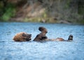 Alaskan brown bear playing Royalty Free Stock Photo