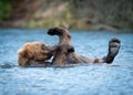 Alaskan brown bear playing Royalty Free Stock Photo