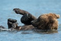 Alaskan brown bear playing Royalty Free Stock Photo