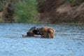 Alaskan brown bear playing Royalty Free Stock Photo