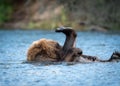 Alaskan brown bear playing Royalty Free Stock Photo