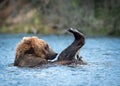 Alaskan brown bear playing Royalty Free Stock Photo