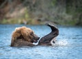 Alaskan brown bear playing Royalty Free Stock Photo