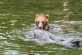 A view of an Alaskan brown bear playing with a log in the waters of Disenchartment Bay close to the Hubbard Glacier in Alaska Royalty Free Stock Photo