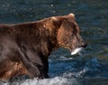 Alaskan brown bear with salmon in its mouth Royalty Free Stock Photo