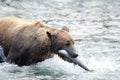 Alaskan brown bear with salmon in its mouth Royalty Free Stock Photo