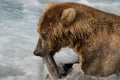 Alaskan brown bear with salmon Royalty Free Stock Photo