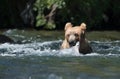 Alaskan brown bear with salmon Royalty Free Stock Photo