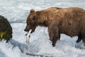 Alaskan brown bear with salmon Royalty Free Stock Photo