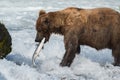 Alaskan brown bear with salmon Royalty Free Stock Photo