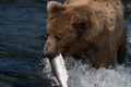 Alaskan brown bear with salmon Royalty Free Stock Photo