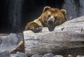 Alaskan Brown Bear at San Diego Zoo, CA., ursus arotos gyas Royalty Free Stock Photo