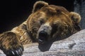 Alaskan Brown Bear at San Diego Zoo, CA., ursus arotos gyas Royalty Free Stock Photo