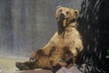 Alaskan Brown Bear at San Diego Zoo, CA. , ursus arotos gyas Royalty Free Stock Photo