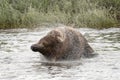 Alaskan brown bear shaking off