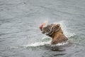 Alaskan brown bear sitting in the Brooks River shaking water off head with fresh caught salmon in mouth, Katmai National Park, Ala Royalty Free Stock Photo