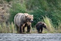 Alaskan brown bear sow and cub Royalty Free Stock Photo