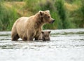 Alaskan brown bear sow and cub Royalty Free Stock Photo