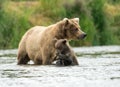 Alaskan brown bear sow and cub