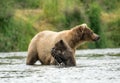 Alaskan brown bear sow and cub Royalty Free Stock Photo