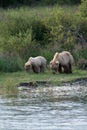 Alaskan brown bear sow and cub Royalty Free Stock Photo