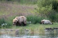 Alaskan brown bear sow and cub Royalty Free Stock Photo