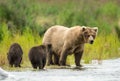 Alaskan brown bear sow and cub Royalty Free Stock Photo