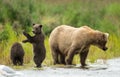 Alaskan brown bear sow and cub Royalty Free Stock Photo