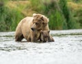 Alaskan brown bear sow and cub Royalty Free Stock Photo