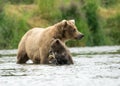 Alaskan brown bear sow and cub Royalty Free Stock Photo