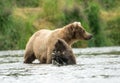 Alaskan brown bear sow and cub Royalty Free Stock Photo