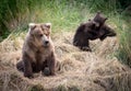 Alaskan brown bear sow with cubs Royalty Free Stock Photo