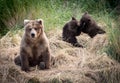 Alaskan brown bear sow with cubs Royalty Free Stock Photo