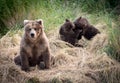 Alaskan brown bear sow with cubs Royalty Free Stock Photo