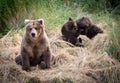 Alaskan brown bear sow with cubs Royalty Free Stock Photo