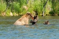 Alaskan brown bear sow and cubs Royalty Free Stock Photo