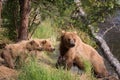 Alaskan brown bear sow and cubs Royalty Free Stock Photo