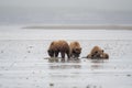 Alaskan brown bear sow and cubs Royalty Free Stock Photo
