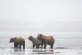 Alaskan brown bear sow and cubs Royalty Free Stock Photo