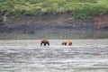 Alaskan brown bear sow and cubs at McNeil River Royalty Free Stock Photo